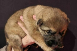 GSD Puppy's for adoption 