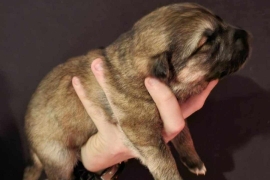 GSD Puppy's for adoption 