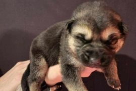 GSD Puppy's for adoption 