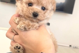 POODLE PUPPIES READY
