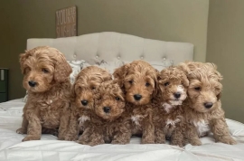 POODLE PUPPIES READY