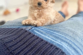 POODLE PUPPIES READY