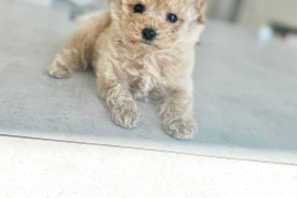 POODLE PUPPIES READY