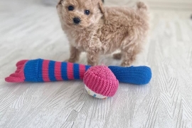 POODLE PUPPIES READY
