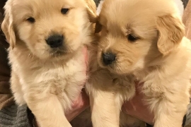 Beautiful Golden Retriever's