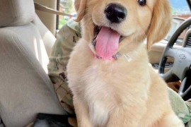 Beautiful Golden Retriever's