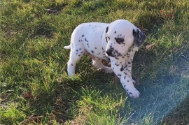 Beautiful Spotted Dalmatian Pups For Sale.