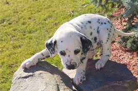 Beautiful Spotted Dalmatian Pups For Sale.