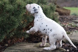 Beautiful Spotted Dalmatian Pups For Sale.