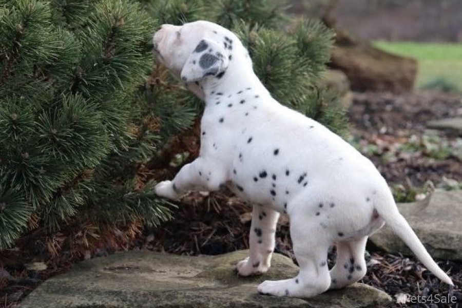 Beautiful Spotted Dalmatian Pups For Sale.
