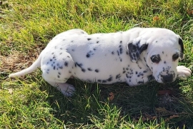 Beautiful Spotted Dalmatian Pups For Sale.