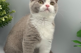 PEDIGREE REGISTERED CHUNKY BRITISH SHORTHAIRS