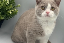 PEDIGREE REGISTERED CHUNKY BRITISH SHORTHAIRS