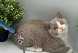 PEDIGREE REGISTERED CHUNKY BRITISH SHORTHAIRS