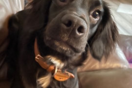 7 month old Sprocker