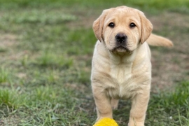 Cute Pair Of Labrador Puppies 