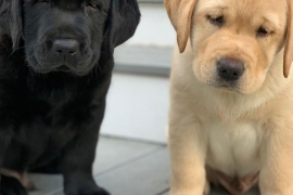 Cute Pair Of Labrador Puppies 