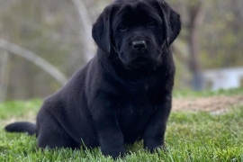 Cute Pair Of Labrador Puppies 