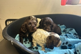 KC REG WORKING TYPE COCKER SPANIELS