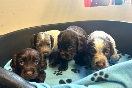 KC REG WORKING TYPE COCKER SPANIELS