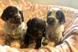 KC REG WORKING TYPE COCKER SPANIELS