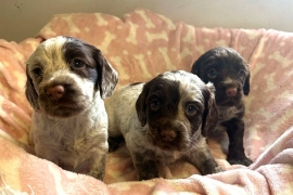 KC REG WORKING TYPE COCKER SPANIELS