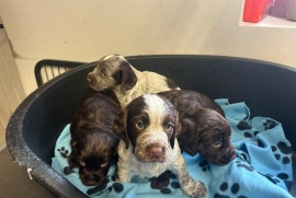 KC REG WORKING TYPE COCKER SPANIELS