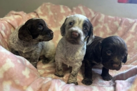 KC REG WORKING TYPE COCKER SPANIELS