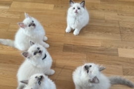 TICA Registered Ragdoll kittens Available 