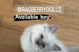 TICA Registered Ragdoll kittens Available 