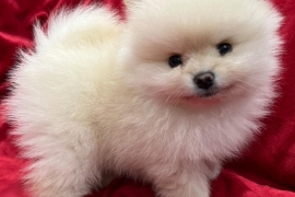 Cute, healthy and stunning Pomeranian puppies