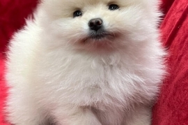Cute, healthy and stunning Pomeranian puppies