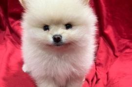 Cute, healthy and stunning Pomeranian puppies