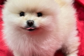 Cute, healthy and stunning Pomeranian puppies