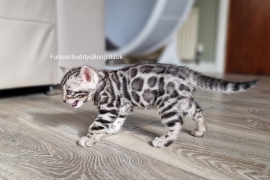 Pedigree Fully Health Tested Bengal Kittens 