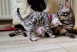 Pedigree Fully Health Tested Bengal Kittens 