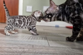 Pedigree Fully Health Tested Bengal Kittens 