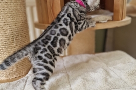 Pedigree Fully Health Tested Bengal Kittens 