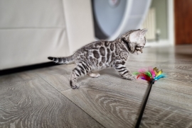 Pedigree Fully Health Tested Bengal Kittens 