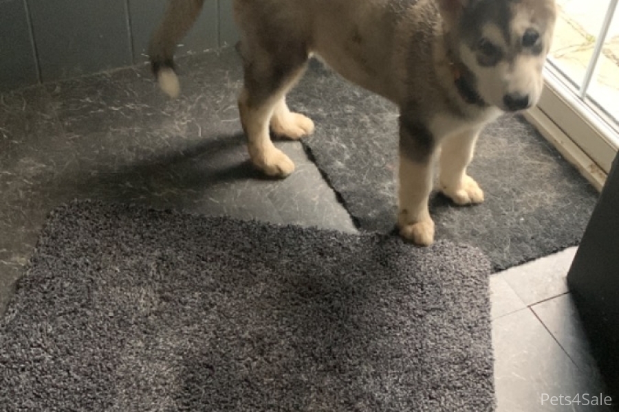 Alaskan malamute