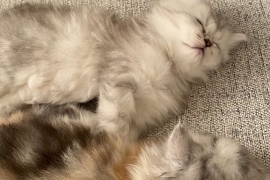 Cutest Pedigree Persian Chinchilla Kittens 