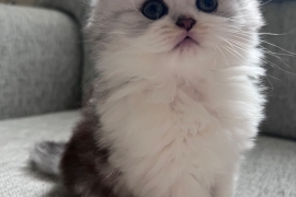 Cutest Pedigree Persian Chinchilla Kittens 