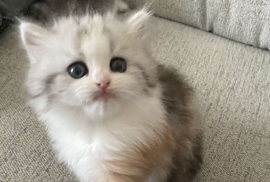 Cutest Pedigree Persian Chinchilla Kittens 