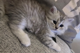 Cutest Pedigree Persian Chinchilla Kittens 