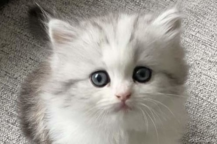 Cutest Pedigree Persian Chinchilla Kittens