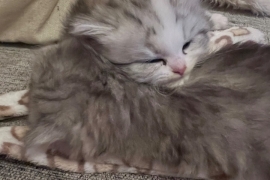 Cutest Pedigree Persian Chinchilla Kittens 