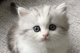 Cutest Pedigree Persian Chinchilla Kittens 