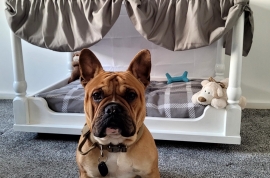 English Bulldog / French Bulldog in Hull