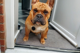 English Bulldog / French Bulldog in Hull