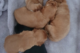 Beautiful Show Cocker Spaniel Puppies Mungo Dad